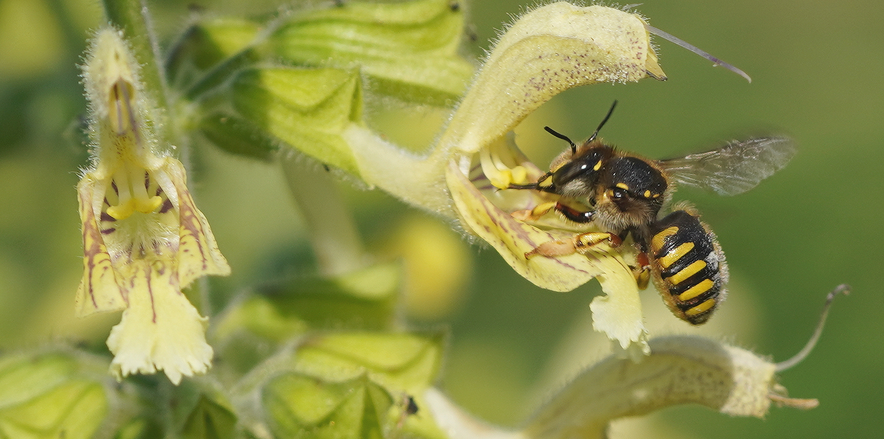 Mein Schlüsselerlebnis zu den Herzen der Wildbienen